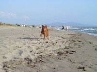 Goliath (6)